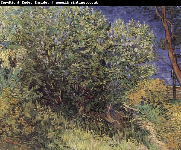 Vincent Van Gogh The Bush
